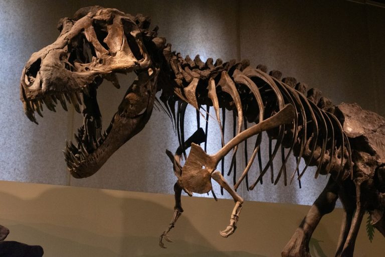 Dinosaur skeleton at the American Museum of Natural History