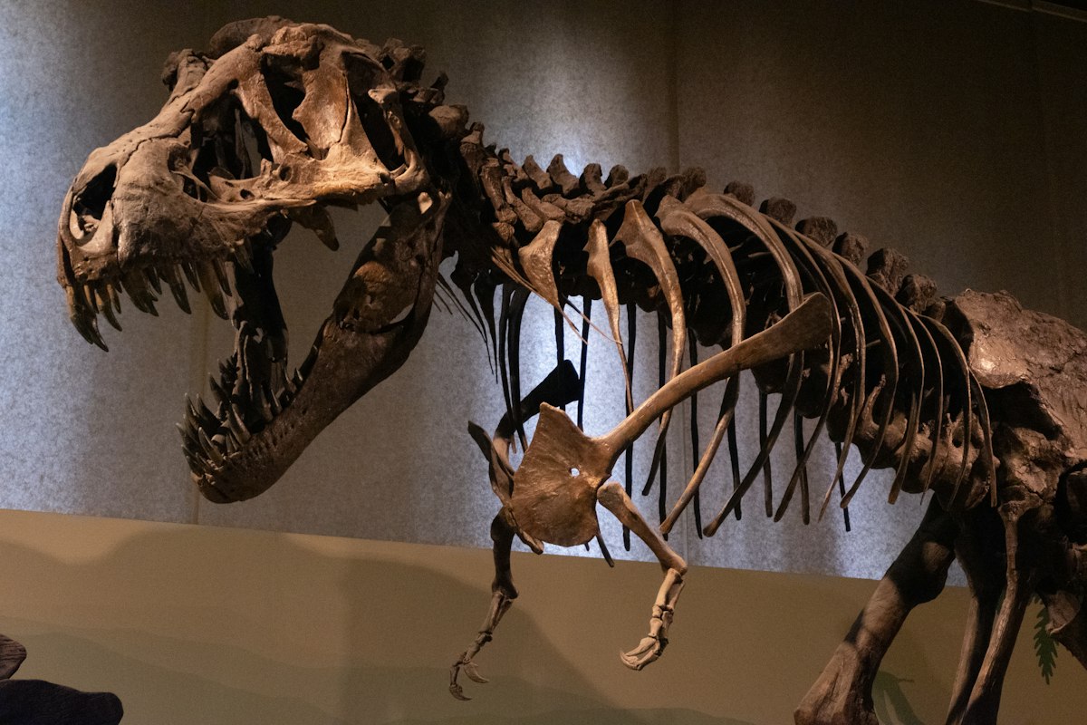Dinosaur skeleton at the American Museum of Natural History